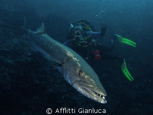 barracuda by Afflitti Gianluca 